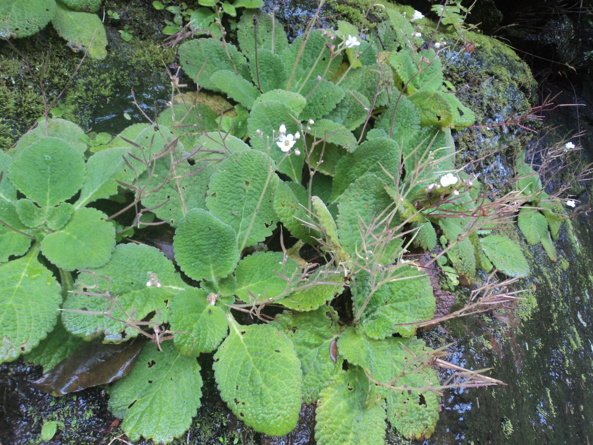 Henckelia humboldtiana (Gardner) A.Weber & B.L.Burtt